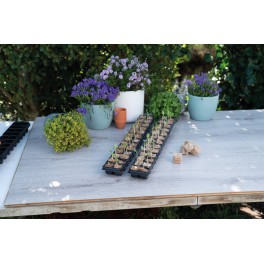 SOGO Sowing trays with bio plugs