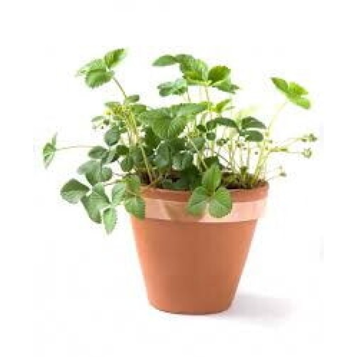 SOGO Ruban de cuivre anti-limace 5m