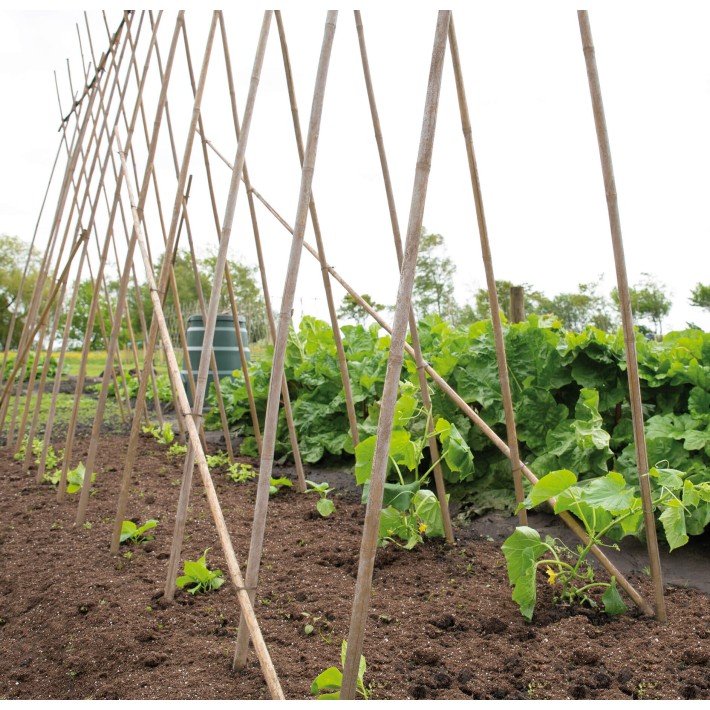 SOGO Bamboo Canes 210cm 16/18  10st