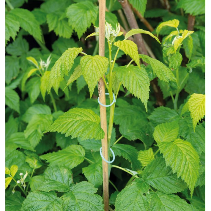 SOGO Anneaux Pvc 50 pcs.