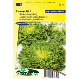 Andijvie Nummer Vijf 2 Andijvie Nummer Vijf 2