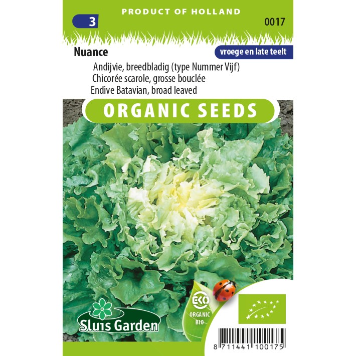 Endive Batavian, broad leaved Nuance