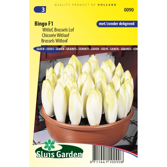 Brussels Witloof Bingo F1