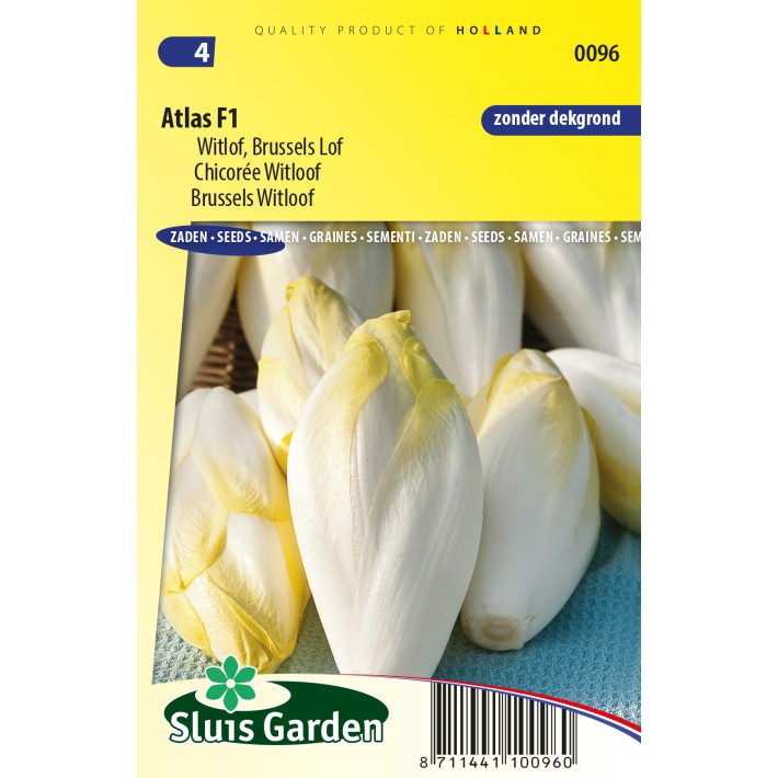 Brussels witloof Atlas F1
