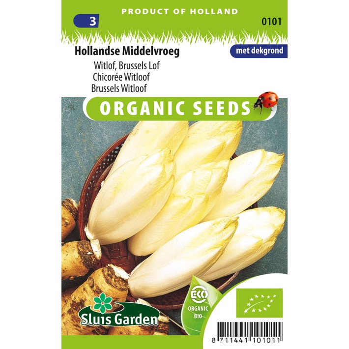 Brussels Witloof Mechelse Middelvroeg