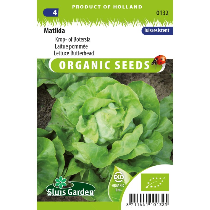 Lettuce Butterhead Matilda