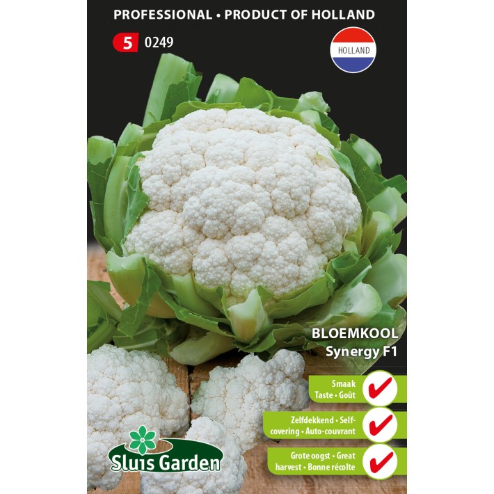Cauliflower Synergy F1