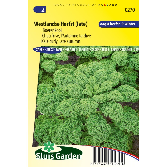Curly Kale Late Autumn (Westlandse Herfst late)
