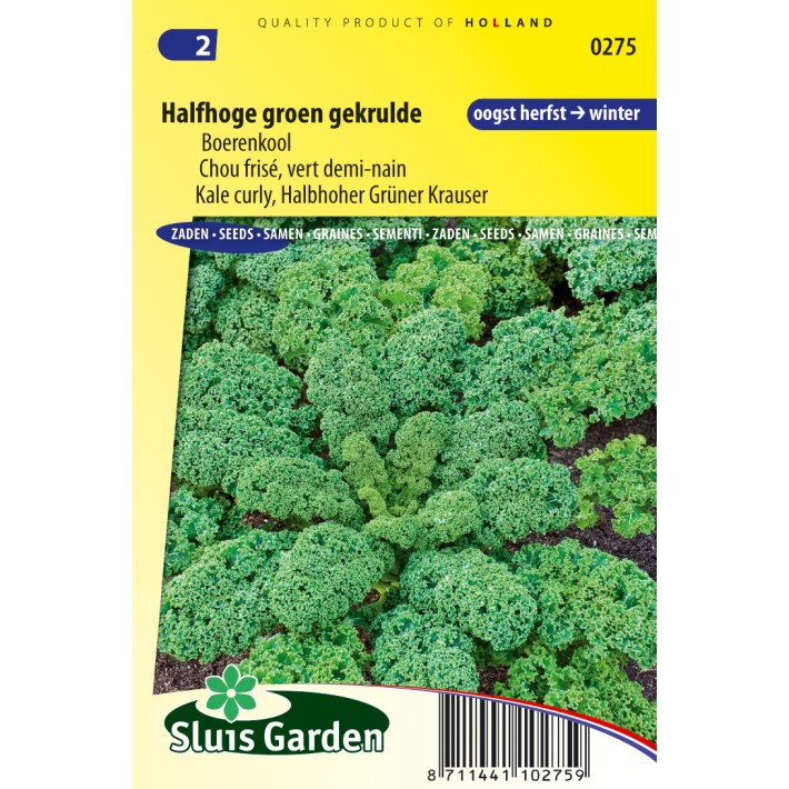 Curly Kale Halbhoher Grüner Krauser