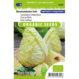 Savoy cabbage Bloemendaalse Gele
