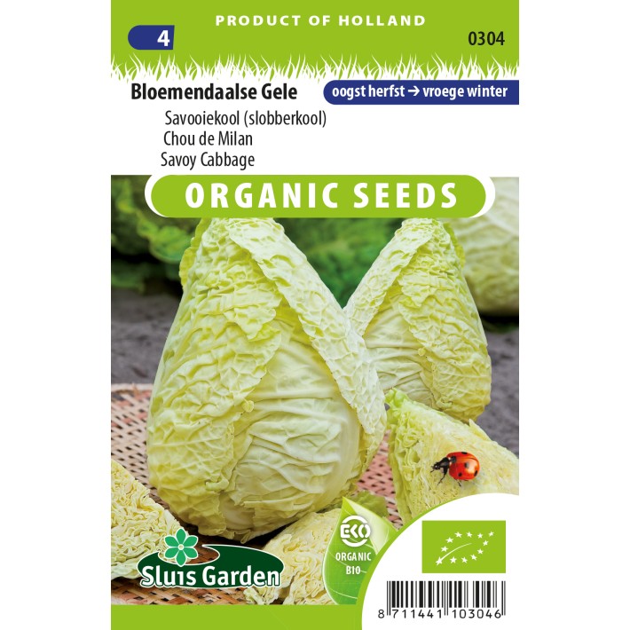 Savoy cabbage Bloemendaalse Gele
