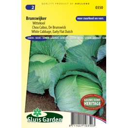 White Cabbage, Early flat Dutch Brunswijker