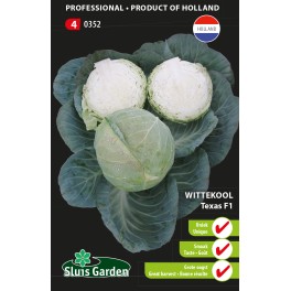 White Cabbage Texas F1