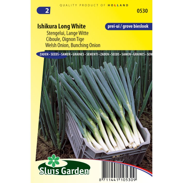Onion bunching / welsh, Ishikura Long White