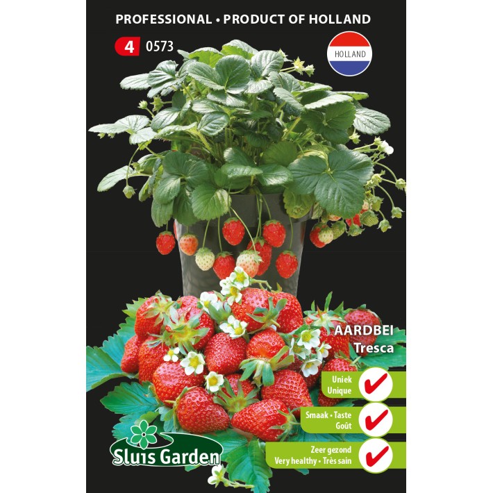 Strawberry Tresca (semi-large fruited)