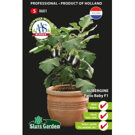 Aubergine Patio Baby F1 (pot)
