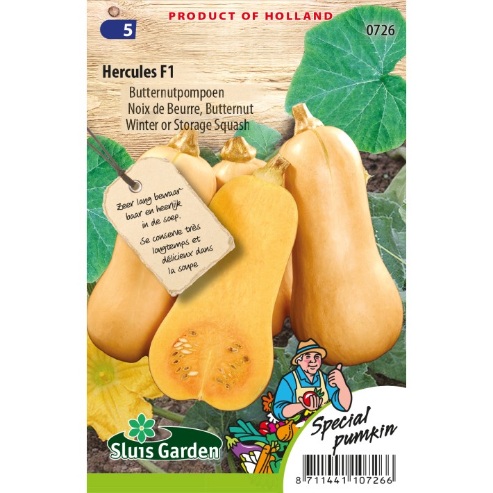 Pumpkin Butternut Hercules F1