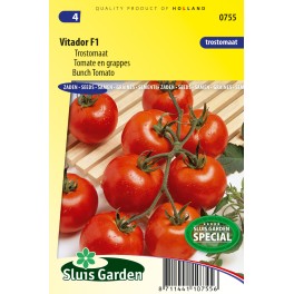 Tomato (trusses) Vitador F1 Tomato (trusses) Vitador F1
