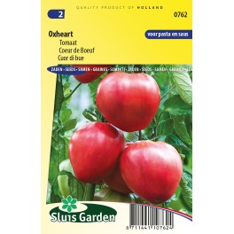 Tomato Cuor di bue Oxheart Tomato Cuor di bue Oxheart