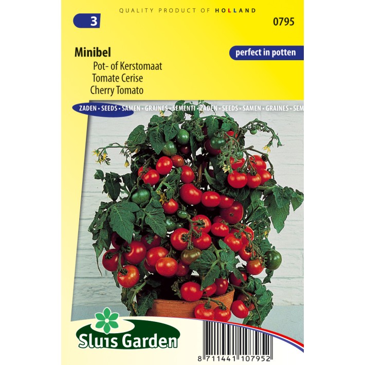 Tomato for pot, Minibel