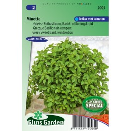Basilicum (pot) Minette