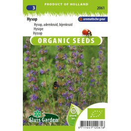Hysop