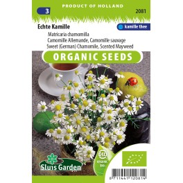 Kamille Echte Kamille Echte