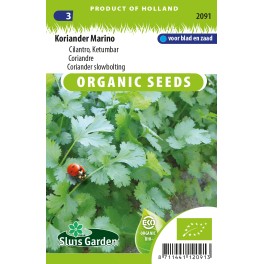 Koriander Marino