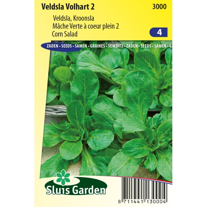 Corn Salad Volhart 2