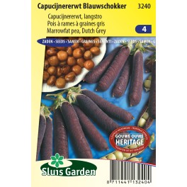 Capucijners Blauwschokker, ras Ezetha