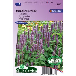 Dropplant Blue Spike (Agastache) Dropplant Blue Spike (Agastache)