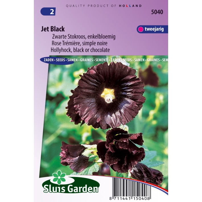 Hollyhock Nigra Jet Black