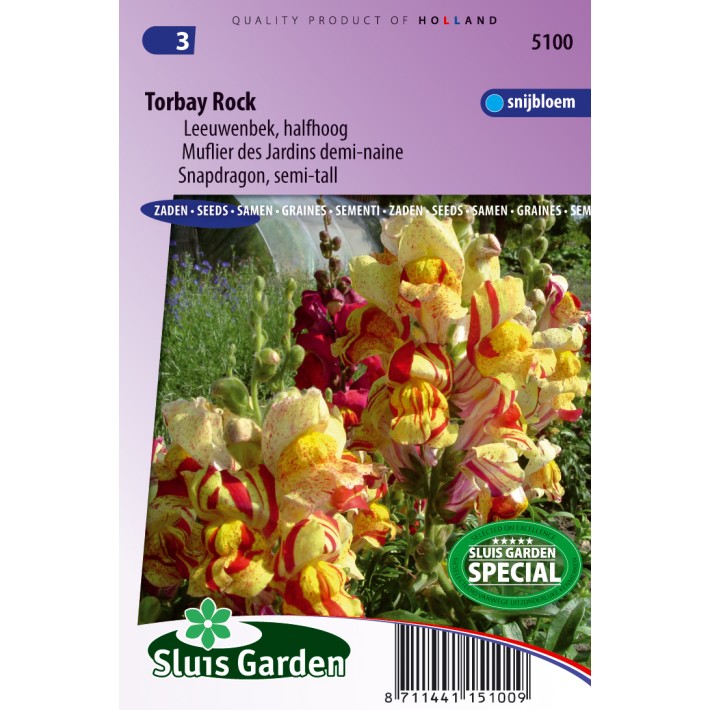 Snapdragon Torbay Rock (semi-tall)