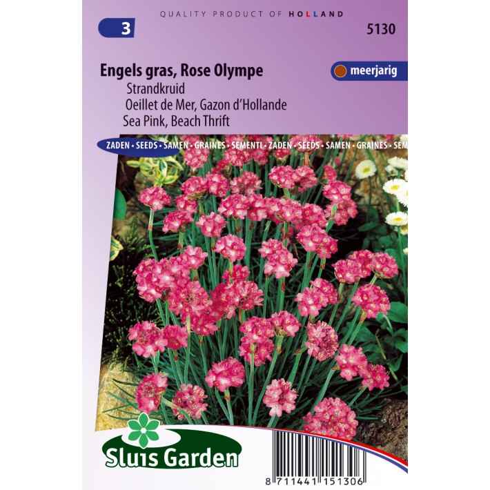 Engels gras Olympe (Strandkruid)