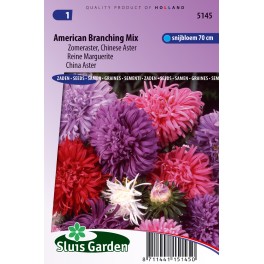 Aster Amerikaanse Struik Mix (Zomeraster)