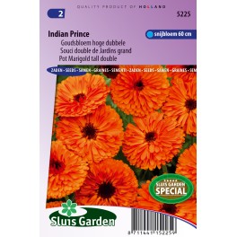 Pot Marigold Indian Prince tall double