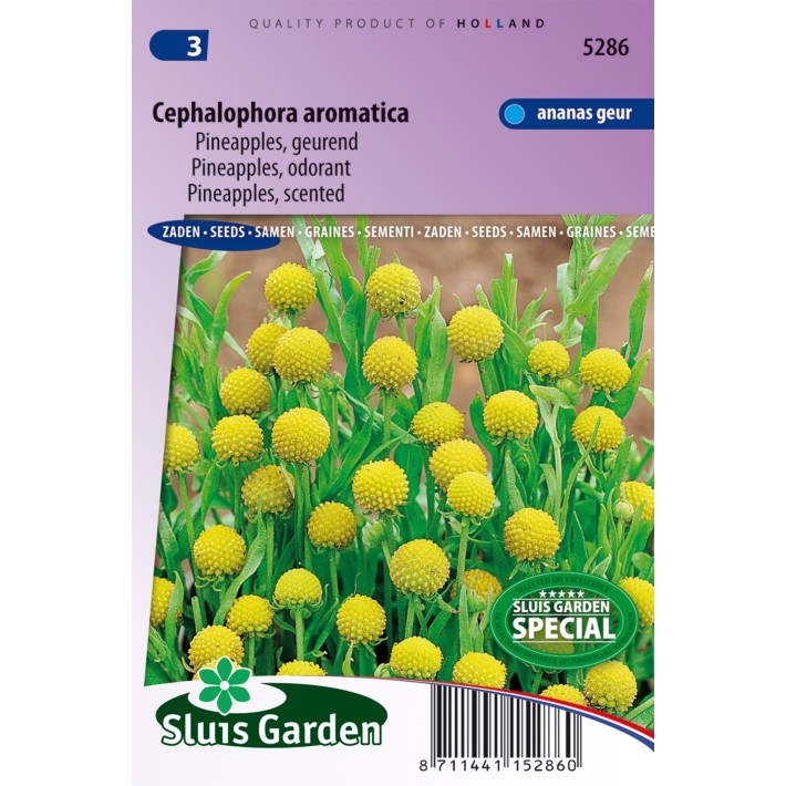 Cephalophora Pineapples, geurend