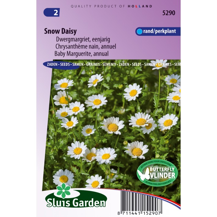 Daisy Marguerite, annual Snow Daisy