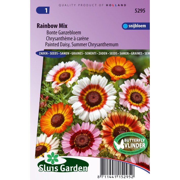 Daisy painted, Summer Chrysanthemum Rainbow Mix