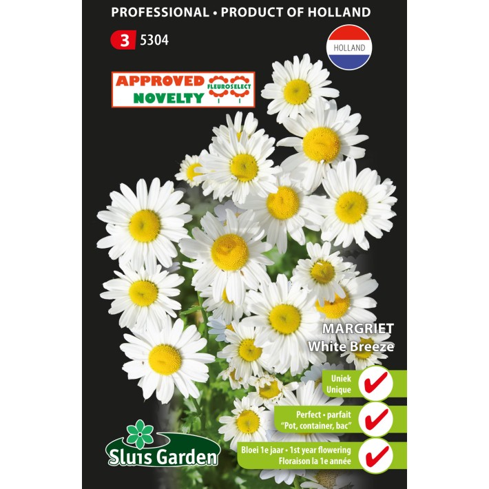 Daisy Ox-Eye White Breeze (annual / perennial variety)
