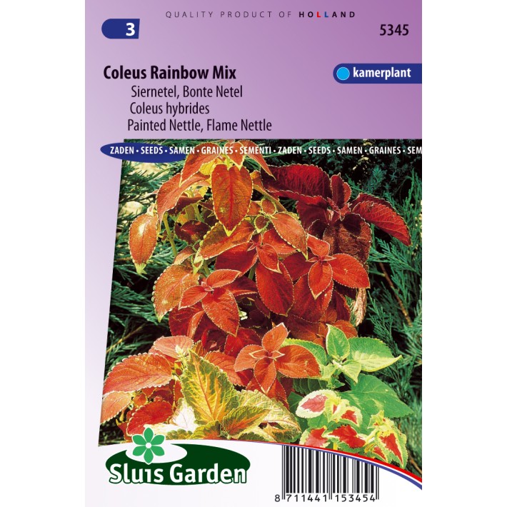Painted or Flame Nettle Rainbow mix