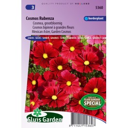 Cosmos Rubenza Fleuroselect Novelty