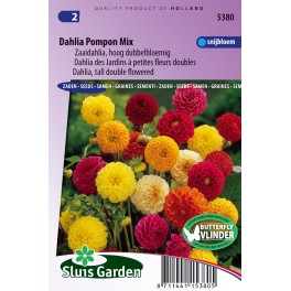 Dahlia Pompon Mix