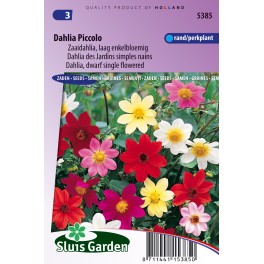 Dahlia Piccolo verbeterde Mignon mix