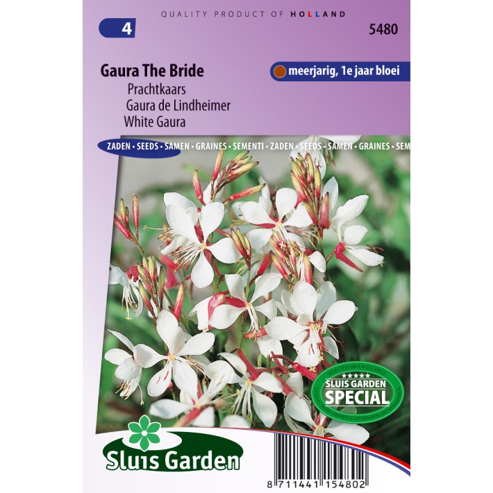 Prachtkaars The Bride (Gaura)