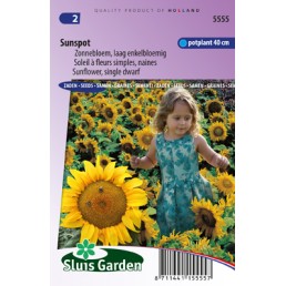 Zonnebloem Sunspot, laag (Helianthus)