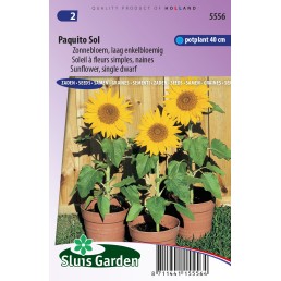 Zonnebloem “Paquito Sol”, laag (Helianthus)