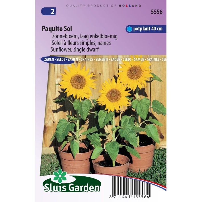 Zonnebloem “Paquito Sol”, laag (Helianthus)
