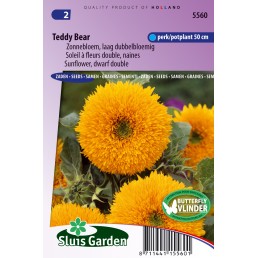 Zonnebloem Teddy Bear, lage dubbelbloemig (Helianthus)