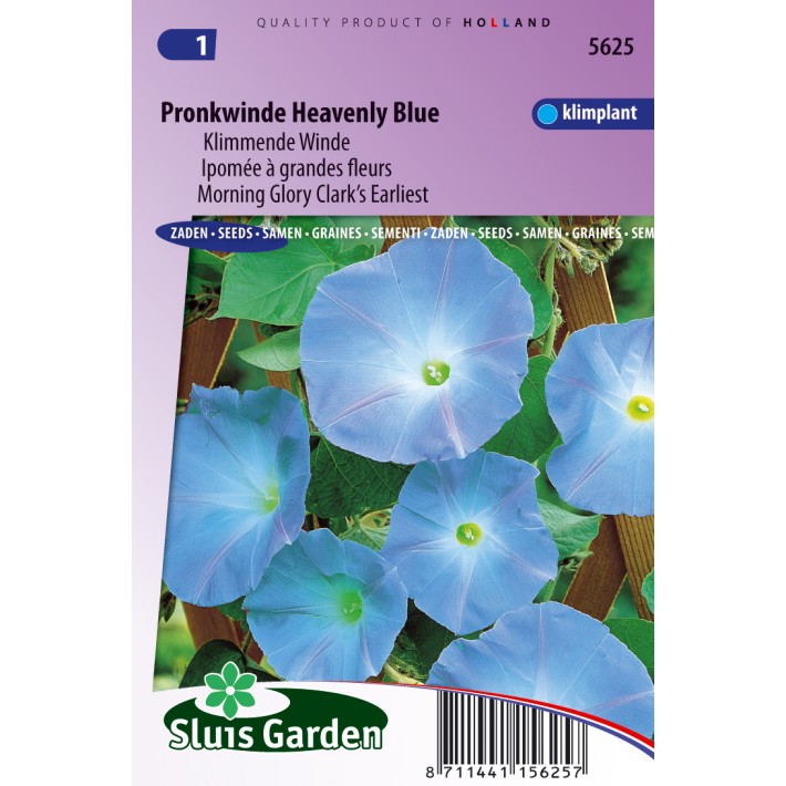 Klimmende Winde Clark's Blue (Ipomoea)